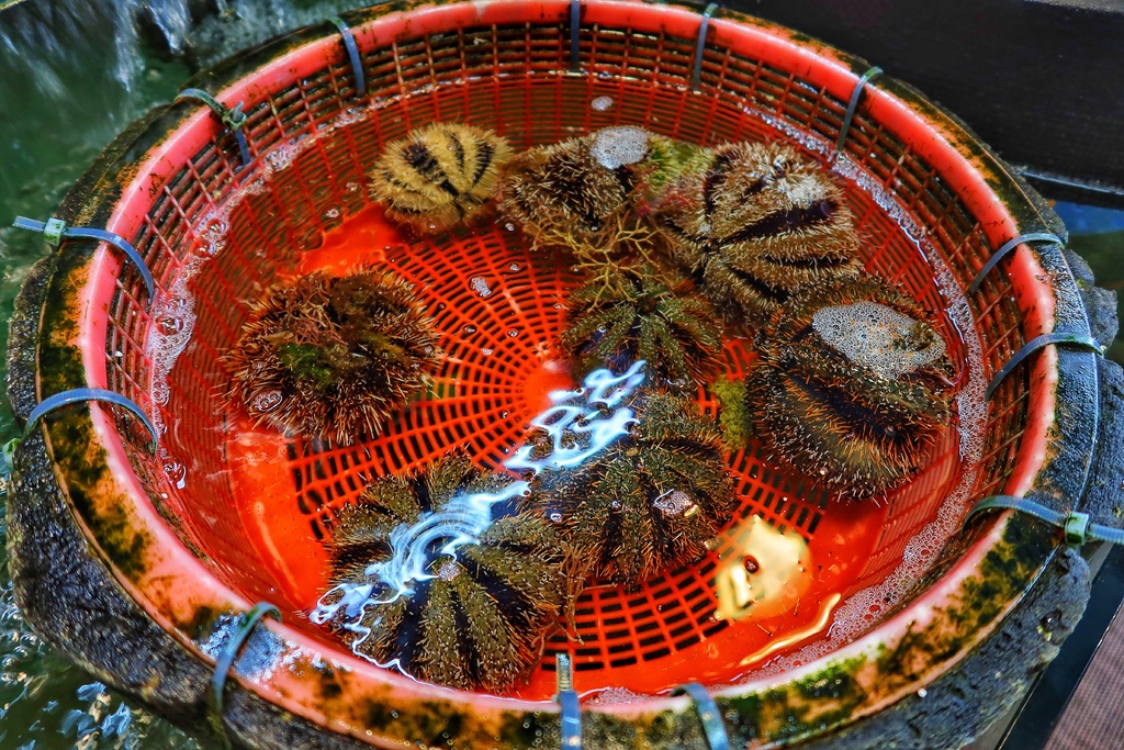 【阿興生魚片】必吃屏東百元超厚生魚片，老饕必點隱藏版龍蝦麵! @混血珊莎的奇幻旅程