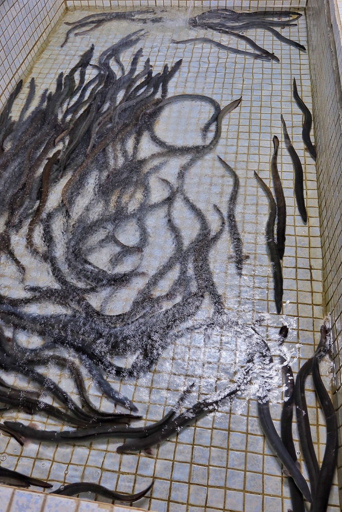【竹圍漁港餐廳】鰻天下，自產自銷鰻魚專賣店 必吃招牌蒲燒鰻魚飯! @混血珊莎的奇幻旅程