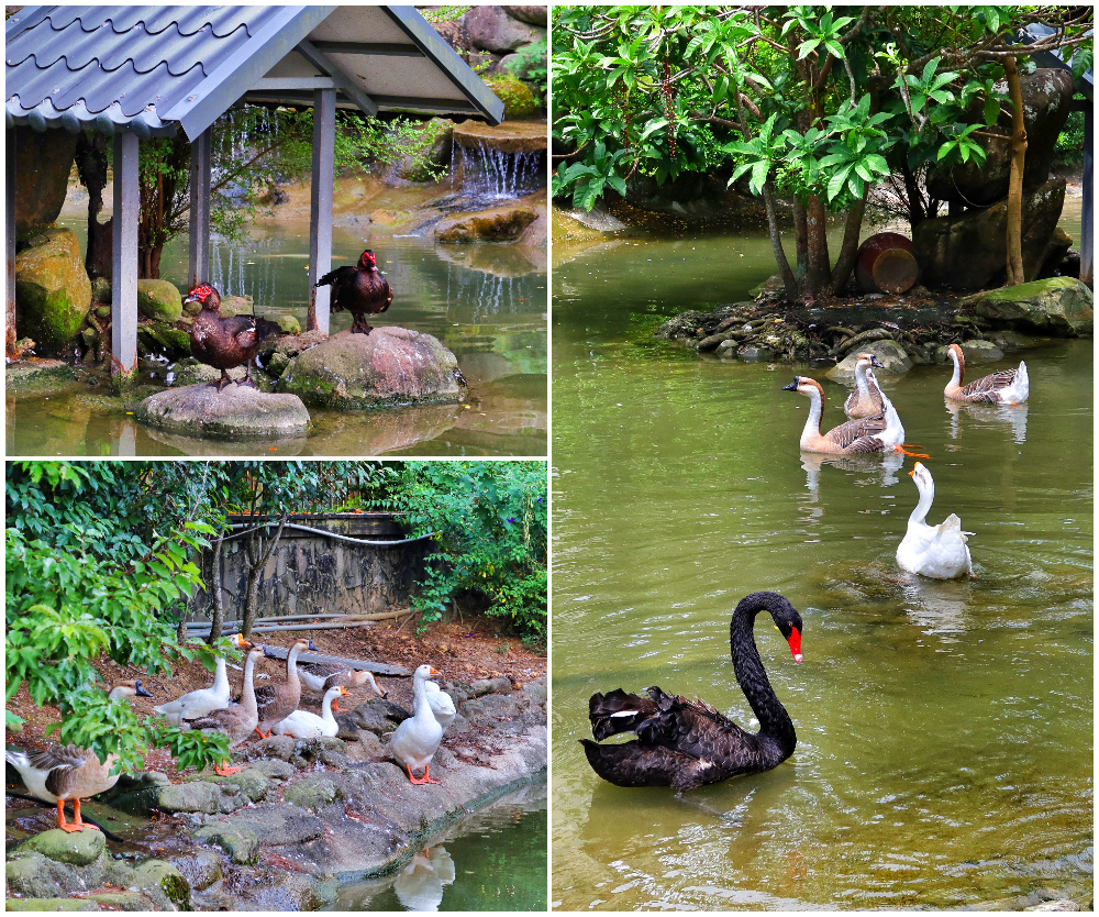 【苗栗溫泉住宿】苗栗巧克力雲莊，一泊二食專案，空間密碼四人房，附設景觀溫泉池，獨享度假悠閒時光! @混血珊莎的奇幻旅程