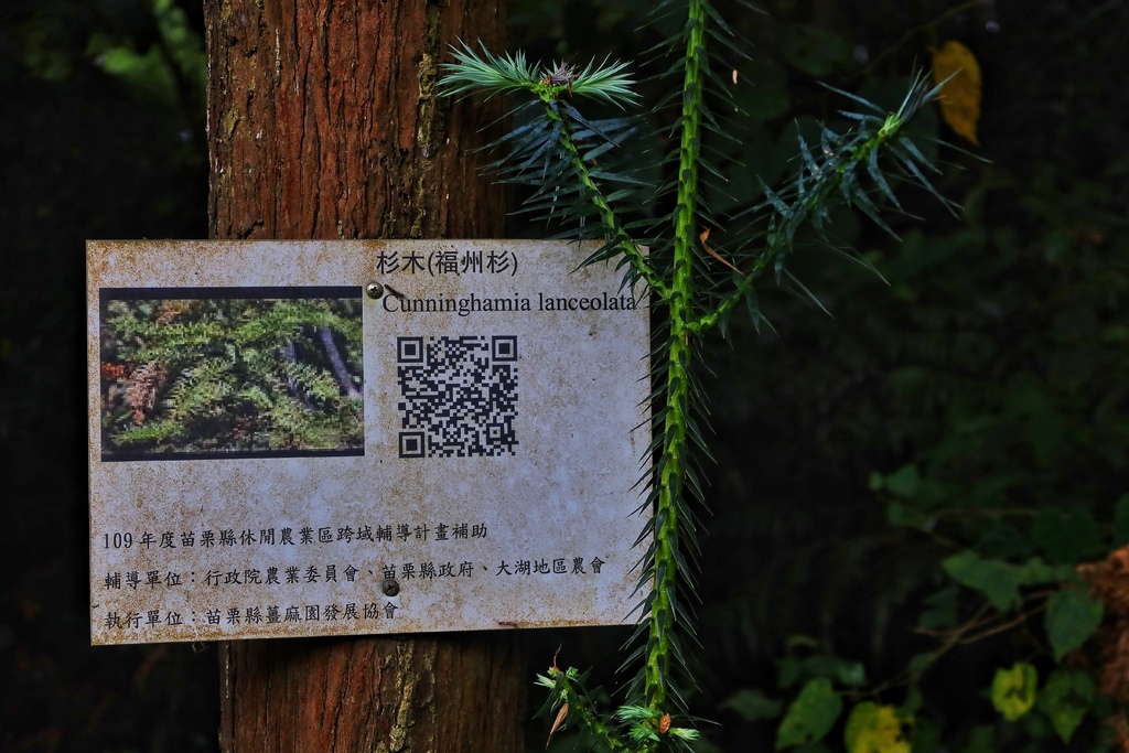 【苗栗民宿推薦】來到山上住一晚 菊園客家庄一泊二食三樂│神農薑麻體驗老薑蒸足浴 鍾鼎山林美味下午茶+薑黃主題晚餐 雲海仙境好愜意│苗栗大湖住宿推薦 @混血珊莎的奇幻旅程